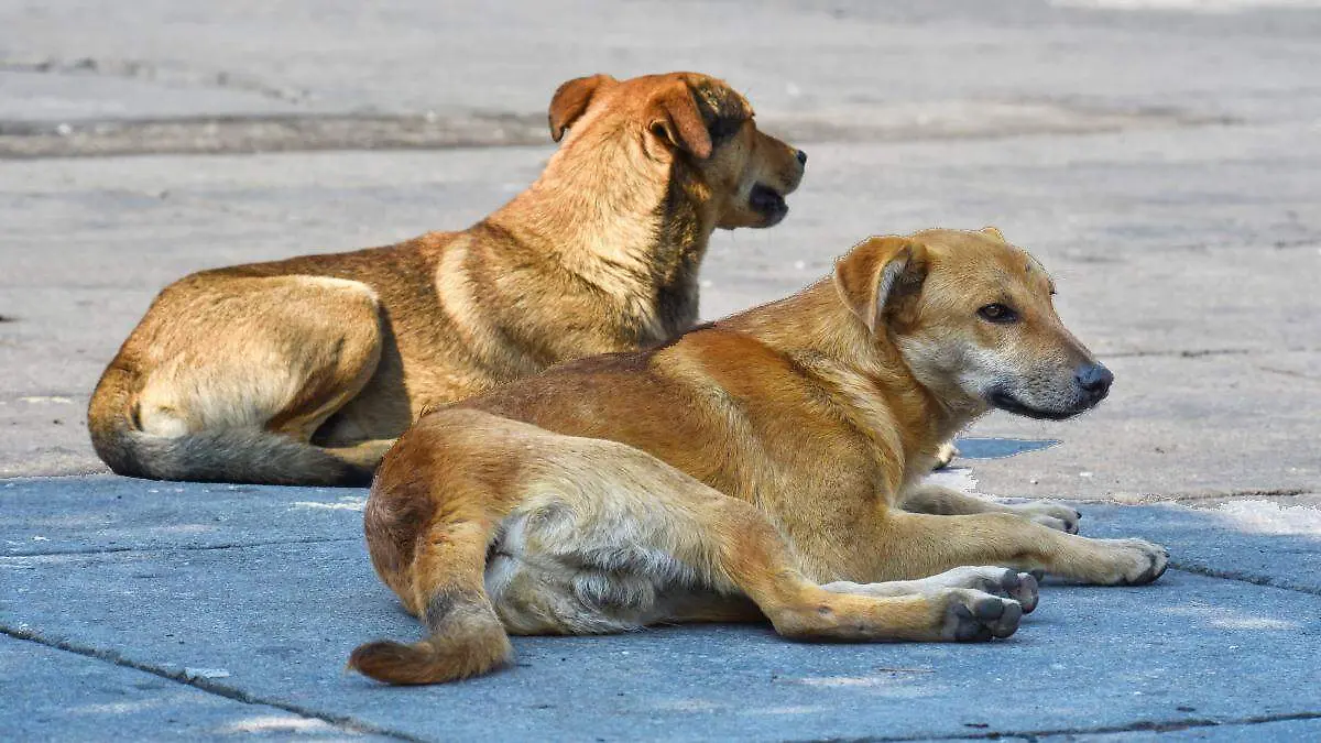 El abandono de perros se convierte en un reto cada vez mayor para México.webp